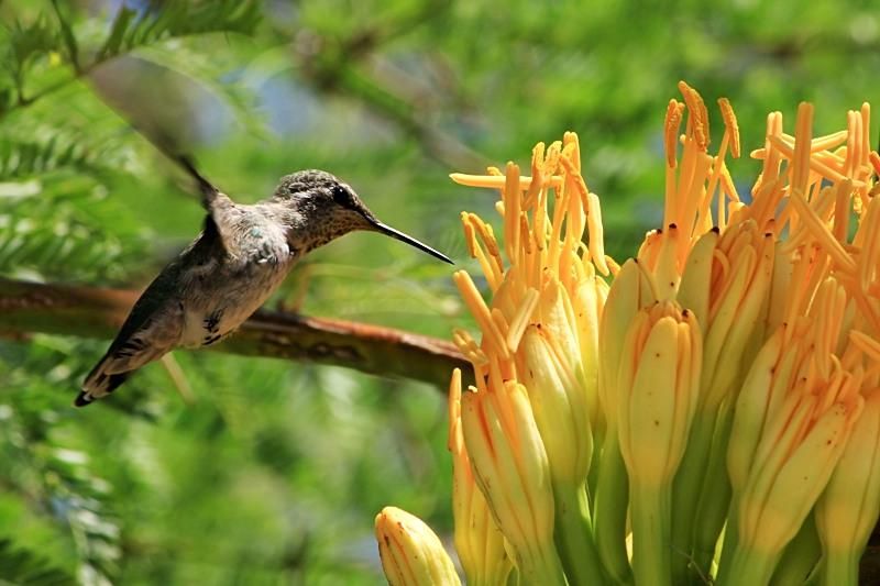 Hummingbirds from backyards and beyond